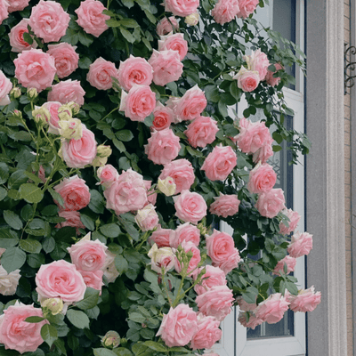 🌺Climbing Rose Seeds | Free Fertilizer--Supplement nitrogen, phosphorus and potassium