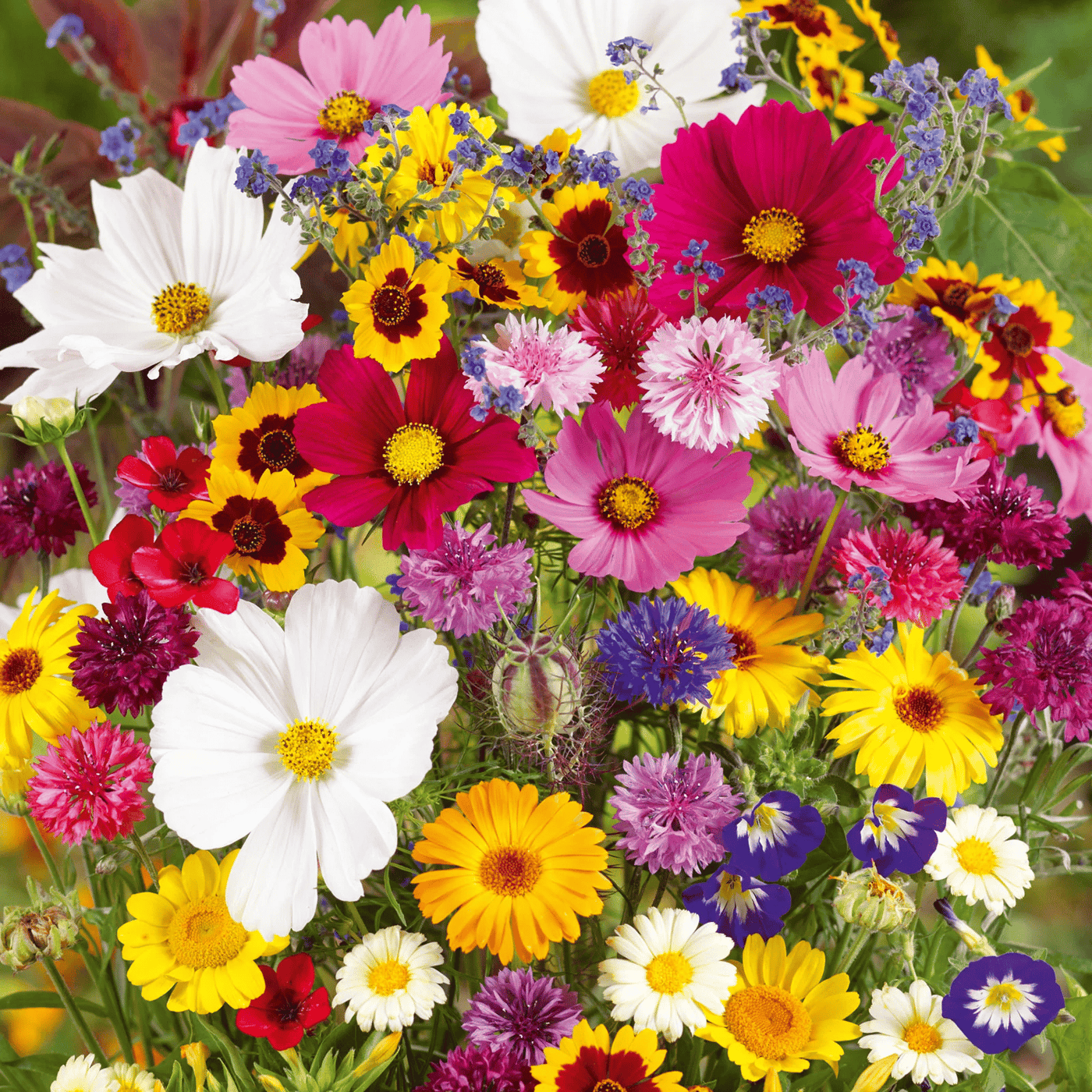 🔥Last day clearance💝Mixed Perennial Flowers Seeds-Over 30 kinds mixed