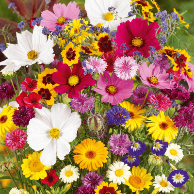 🔥Last day clearance💝Mixed Perennial Flowers Seeds-Over 30 kinds mixed