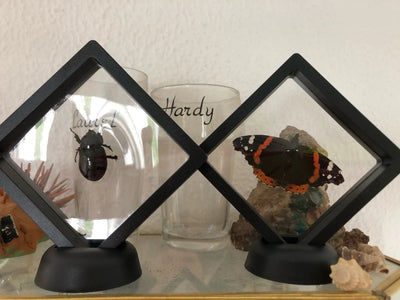 FLEXIDISPLAY- BOX OF 10