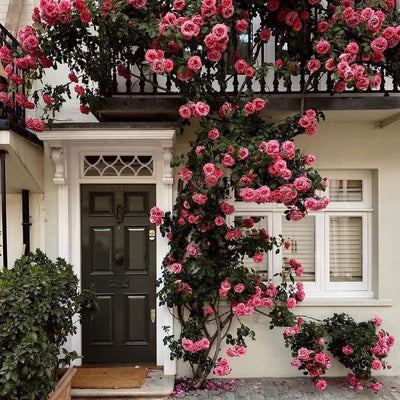 🌺Climbing Rose Seeds | Free Fertilizer--Supplement nitrogen, phosphorus and potassium