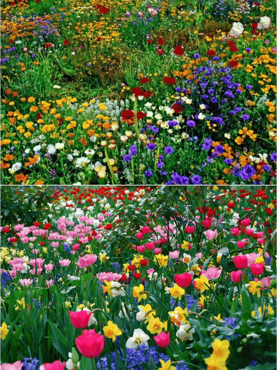 🔥Last day clearance💝Mixed Perennial Flowers Seeds-Over 30 kinds mixed