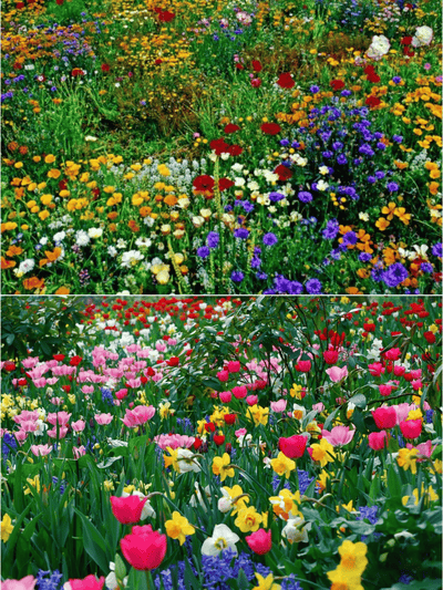 🔥Last day clearance💝Mixed Perennial Flowers Seeds-Over 30 kinds mixed