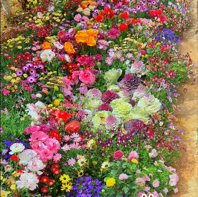 🔥Last day clearance💝Mixed Perennial Flowers Seeds-Over 30 kinds mixed