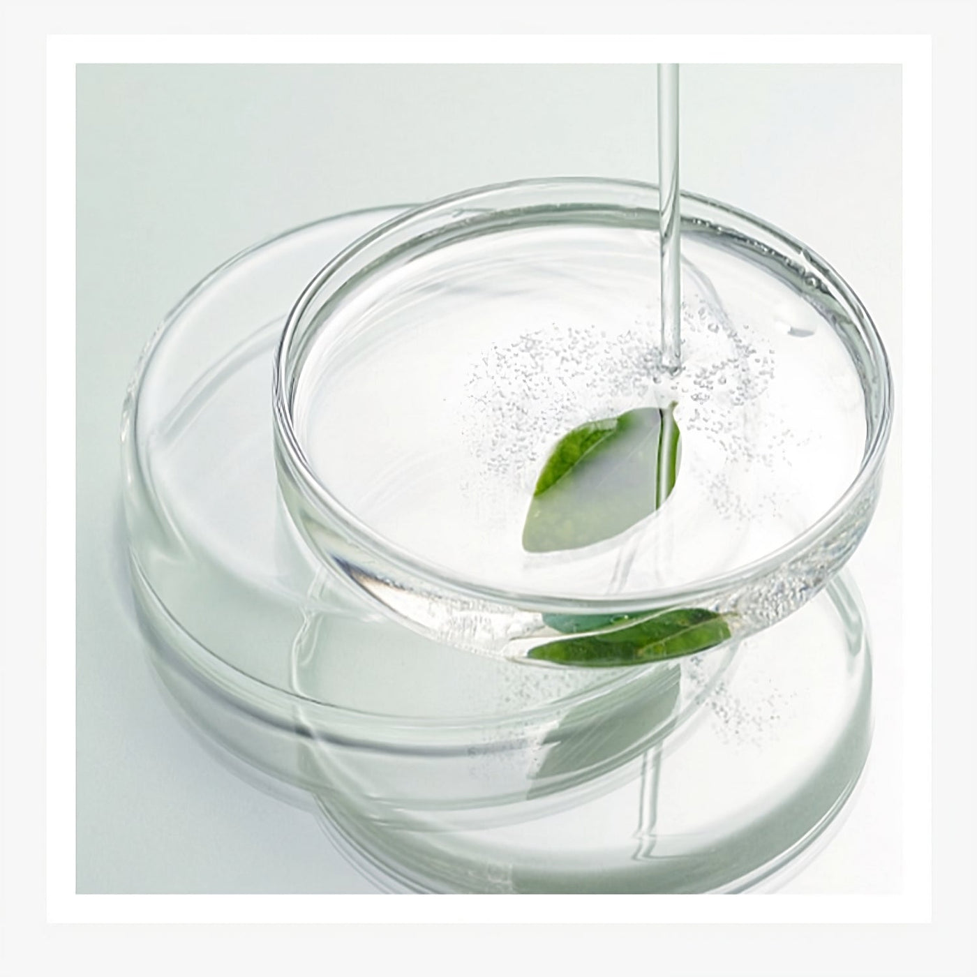 Waterless Cat Shampoo