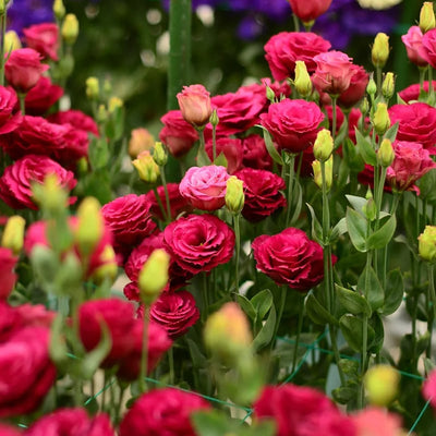 Eustoma Thornless Rose💐Lisanthus Seeds