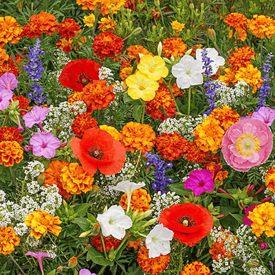 🔥Last day clearance💝Mixed Perennial Flowers Seeds-Over 30 kinds mixed