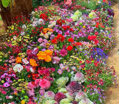 🔥Last day clearance💝Mixed Perennial Flowers Seeds-Over 30 kinds mixed