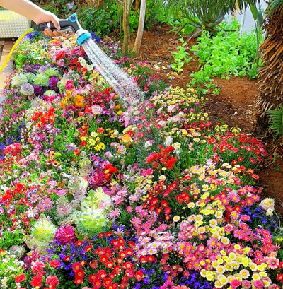 🔥Last day clearance💝Mixed Perennial Flowers Seeds-Over 30 kinds mixed